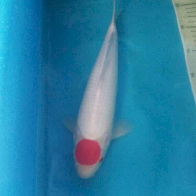 Tancho Kohaku, 32 cm