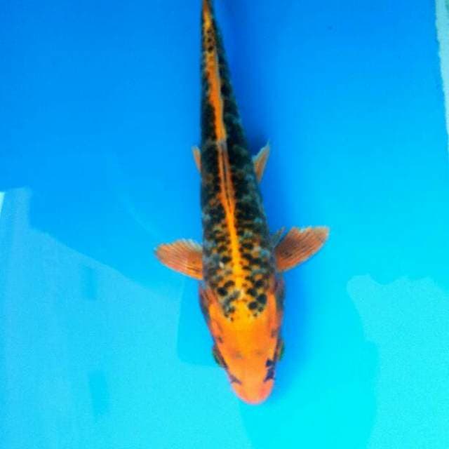 Matsuba merah 