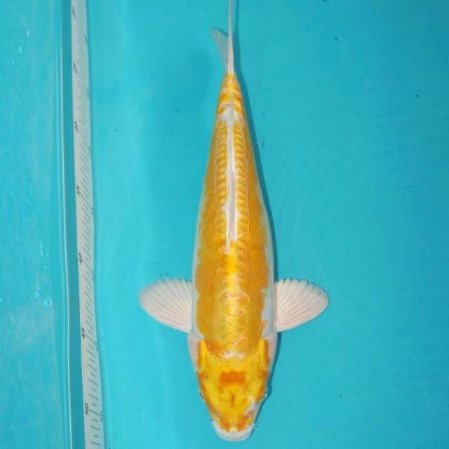 HARIWAKE 33 CM