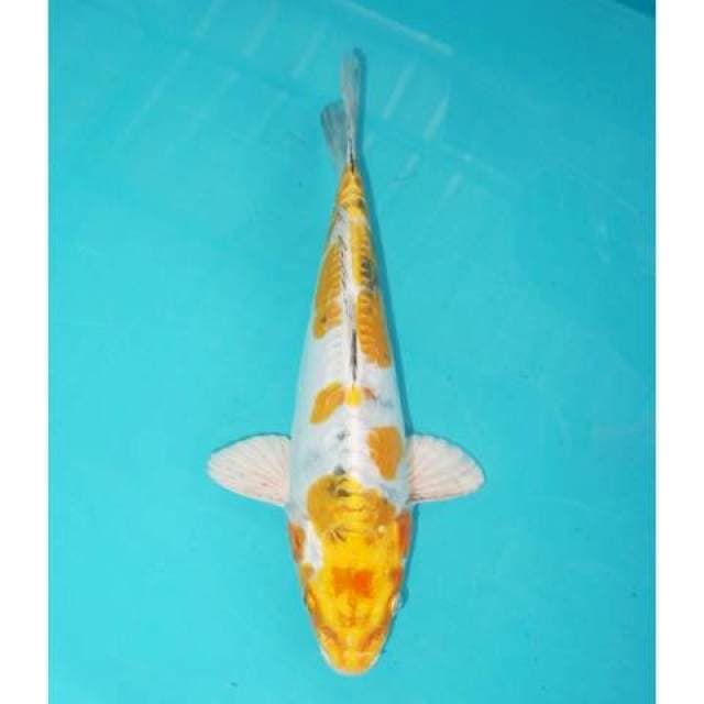 HIKARIMOYOMONO 29 CM