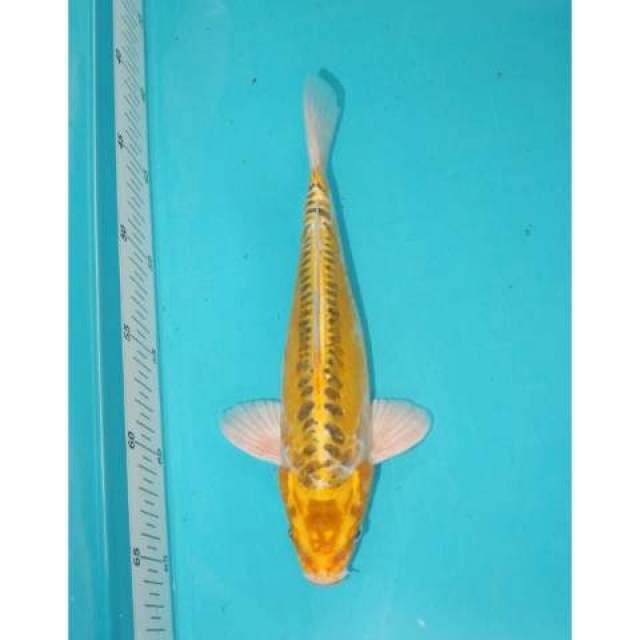 HIKARIMOYOMONO 25 CM