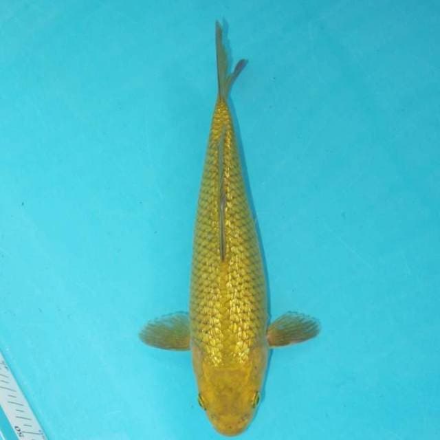 MIDORI GINRIN 27 CM