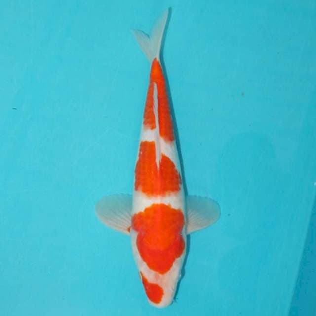 KOHAKU 25 CM