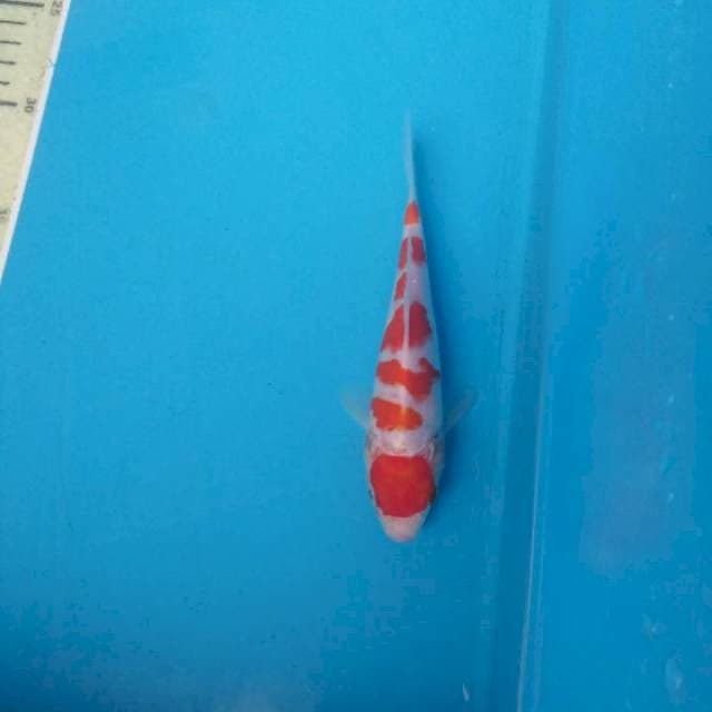 Mini kohaku