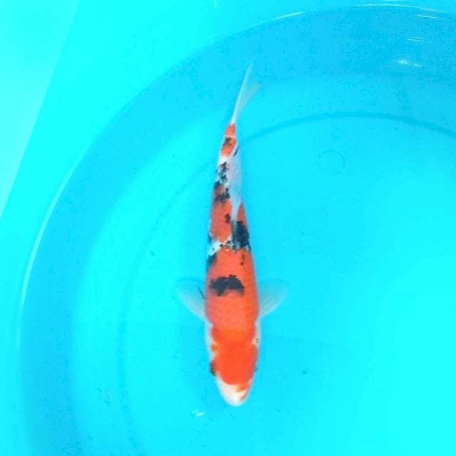 Sanke 26cm