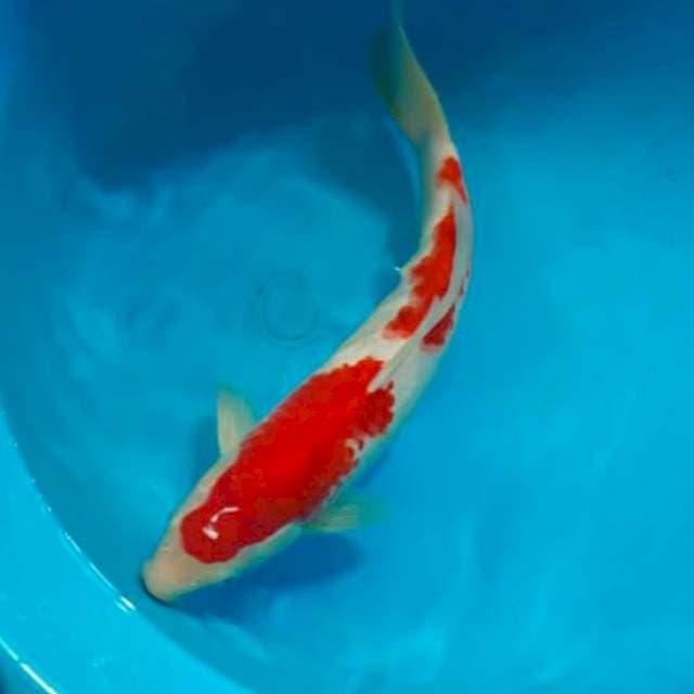 Kohaku