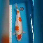 Kohaku jumbo