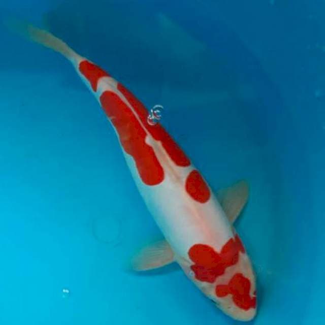 Kohaku doitsu