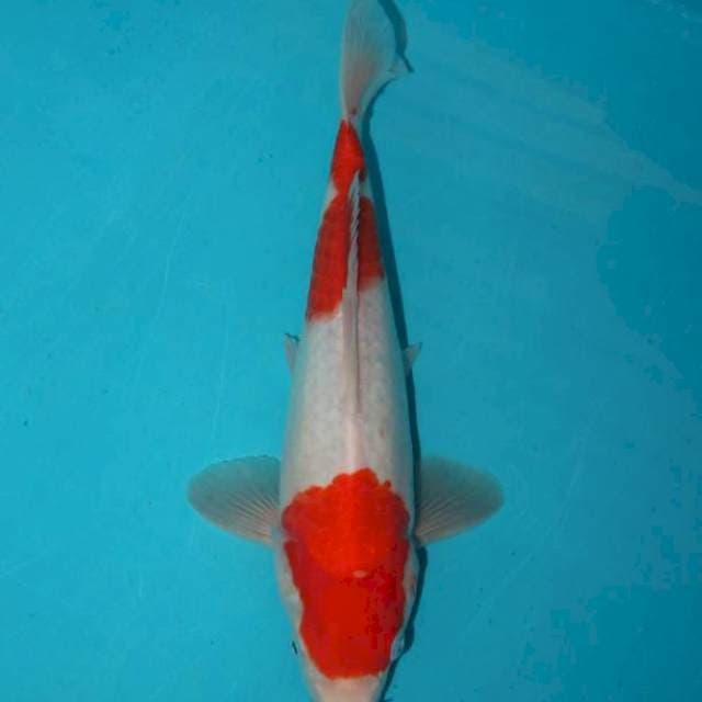 KOHAKU 27 CM