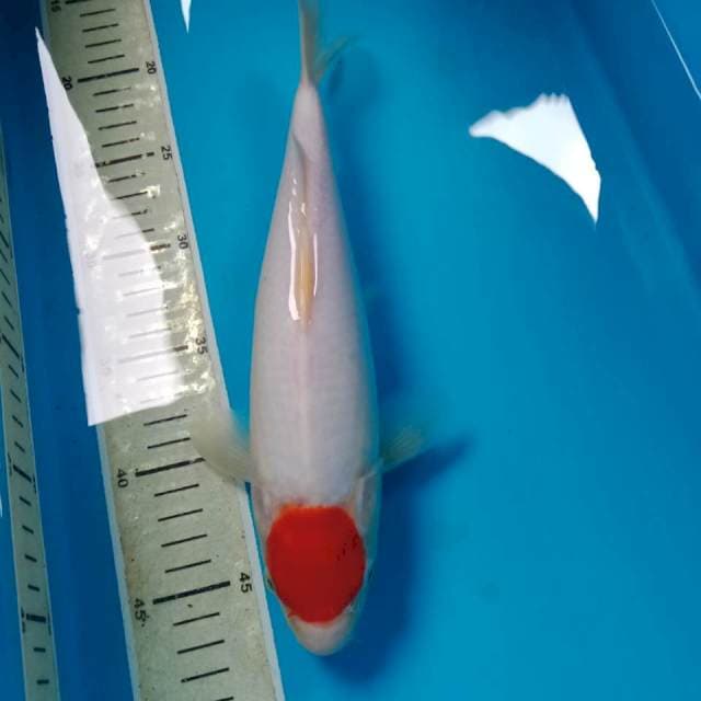 Tancho 30 cm