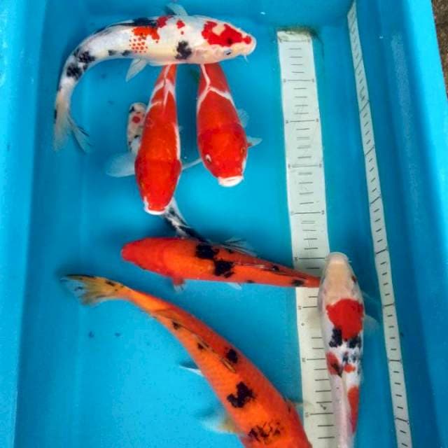 Mix 7/27.31cm Sehari