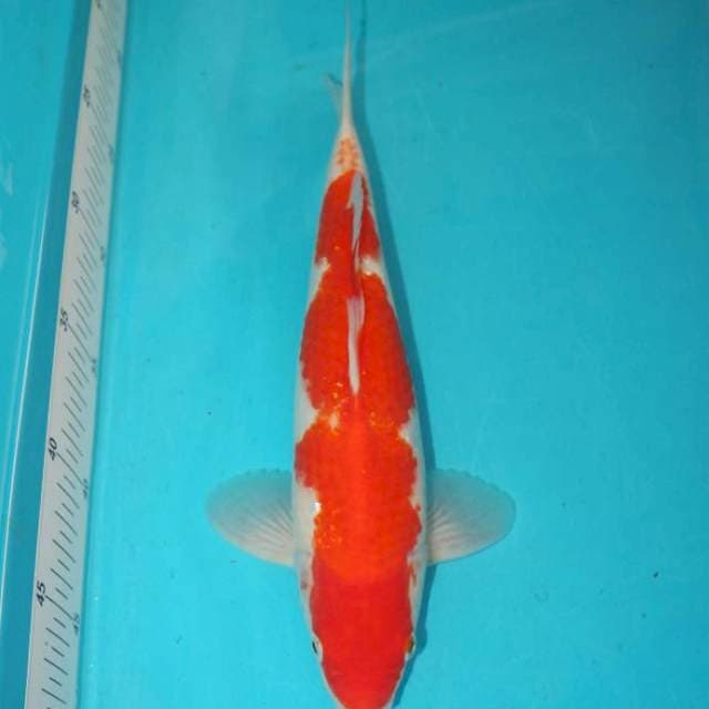 STRAIGHT KOHAKU 29 CM