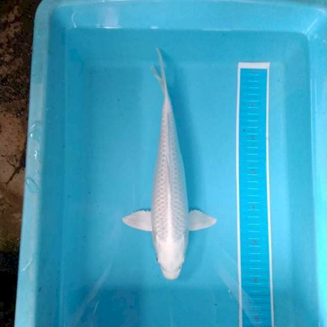 Platinum ogon 03