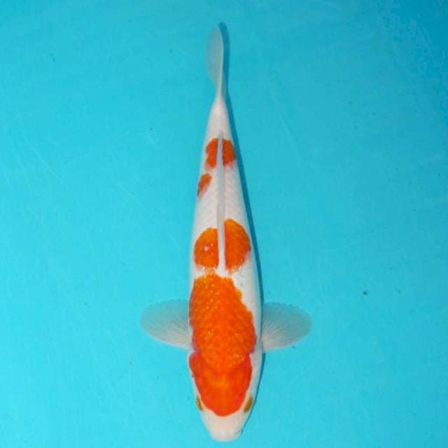 KOHAKU 28 CM