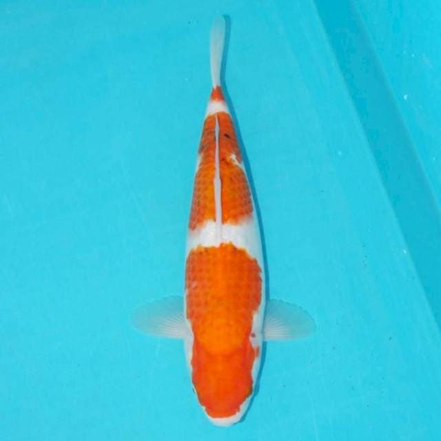 TATEGOI SANKE 29 CM