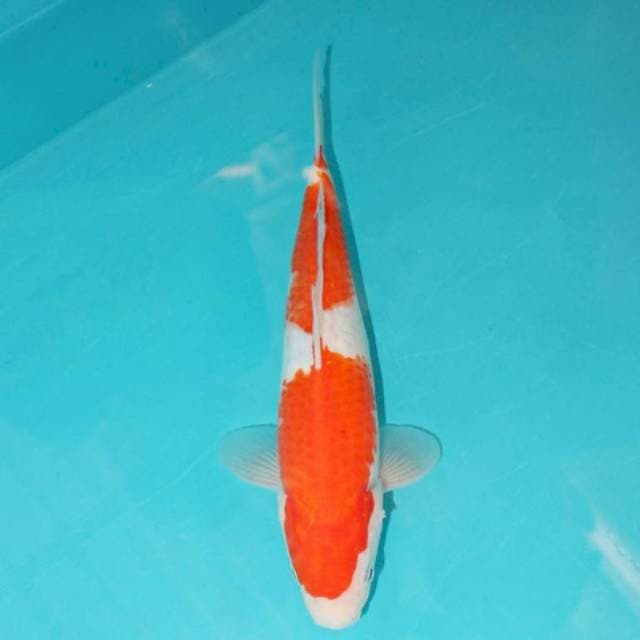 KOHAKU 25 CM