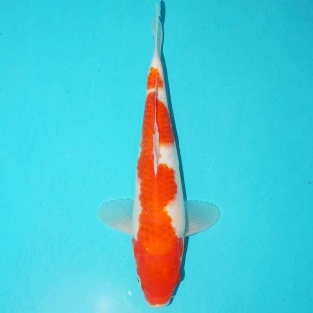 KOHAKU 25 CM
