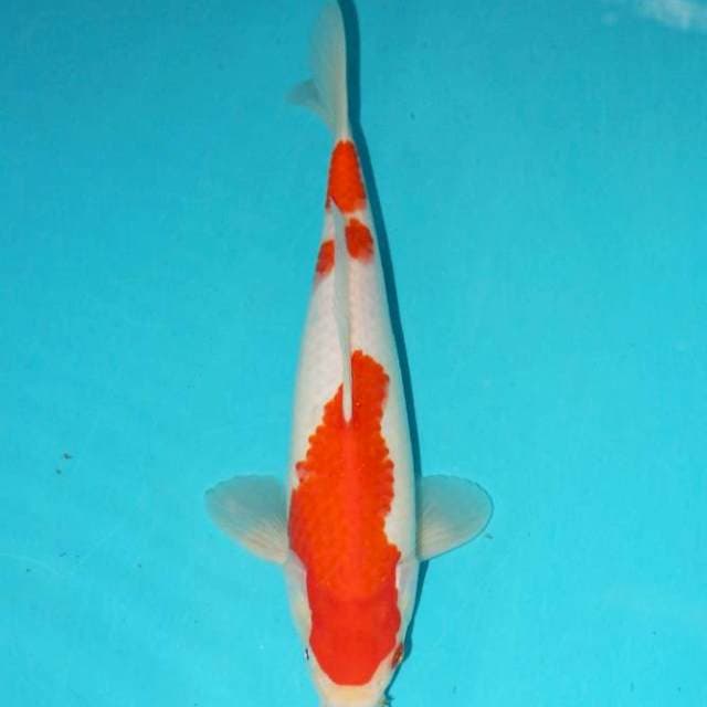 KOHAKU 27 CM