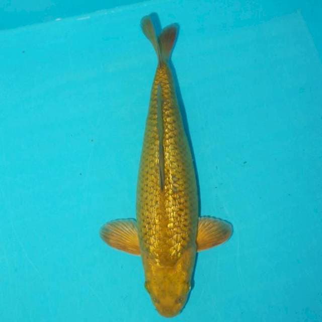 Midori Ginrin 26 cm 
