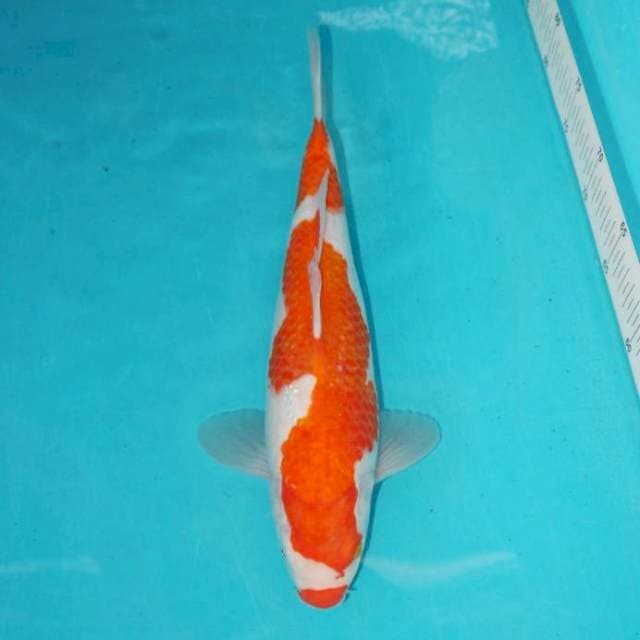 Kohaku Kuchibeni 33 cm