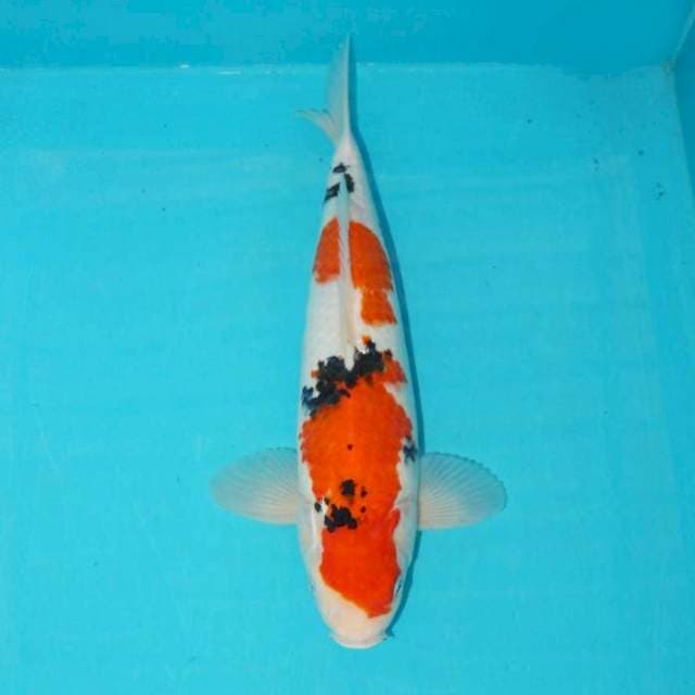 Sanke 32 cm