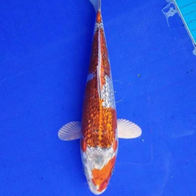 Kujaku ginrin 22cm