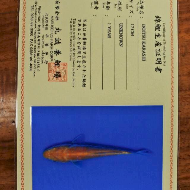 Doitsu Karashi ( Marusei ) 17cm. Import dan sertifikat