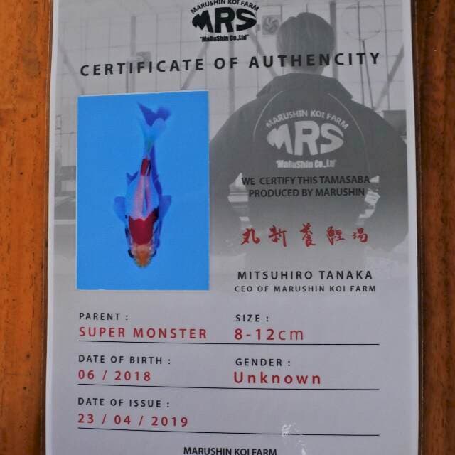 Tamasaba (Marushin) 11cm. Import dan sertifikat