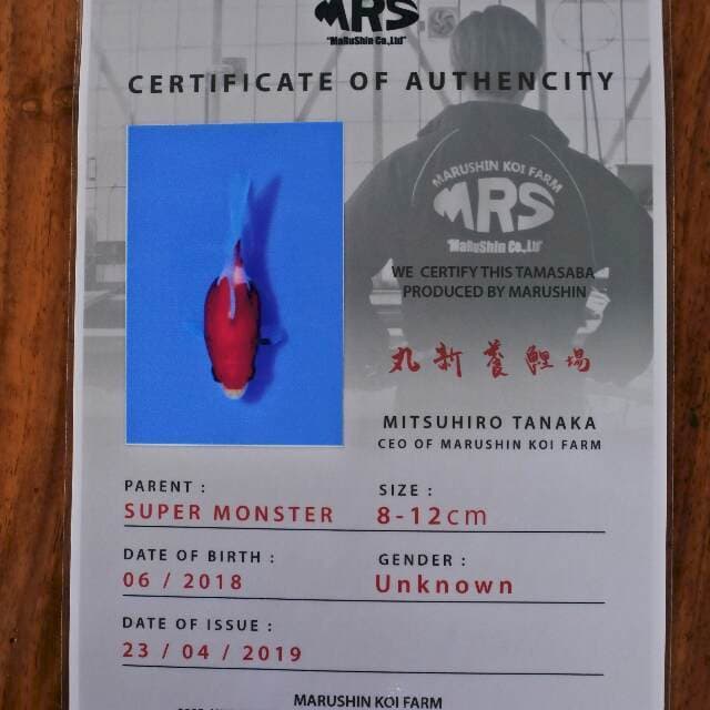 Tamasaba (Marushin) 10cm. Import dan sertifikat