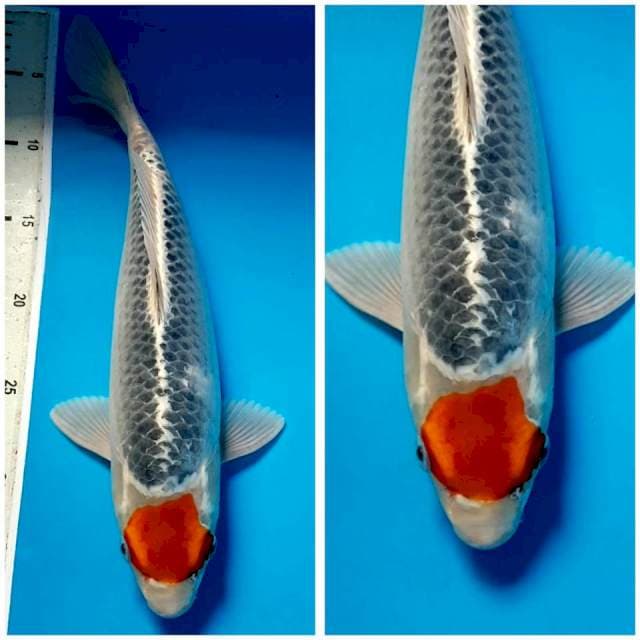 TANCO GOSHIKI 34cm FEMALE