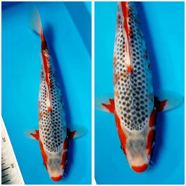 ASAGI 32cm FEMALE