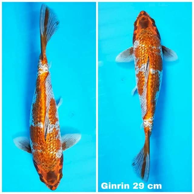 KAWARI GINRIN 29cm