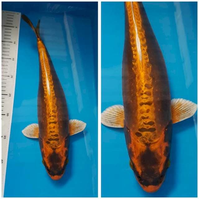 KABUTO DOIT 40cm FEMALE