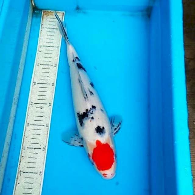 Tancho sanke 39cm
