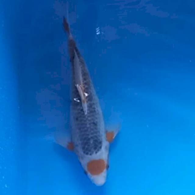 Super tancho asagi original  40cm...joss