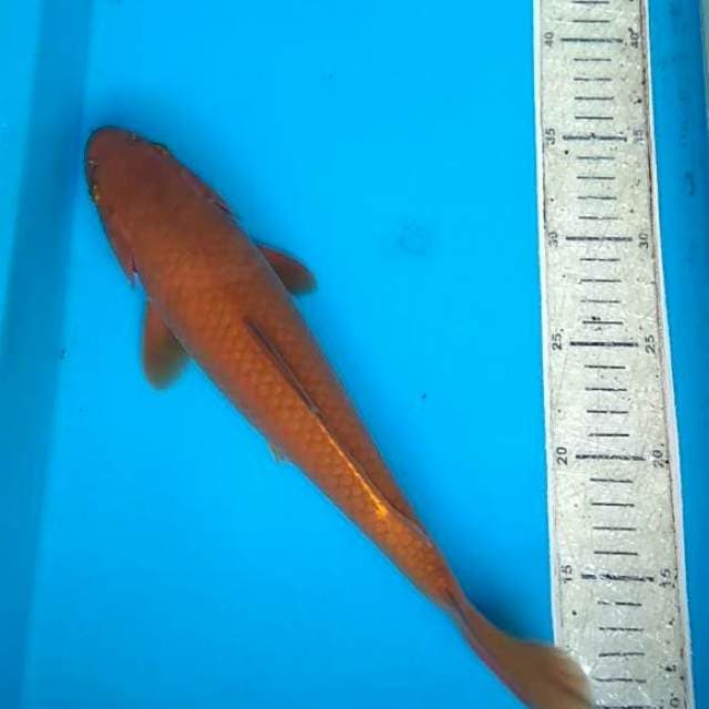 Cagoi 31cm