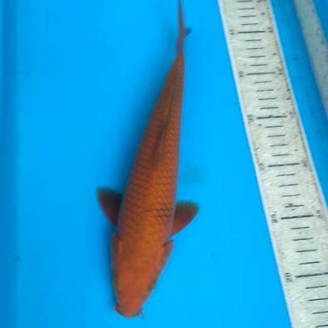 Cagoi 29cm