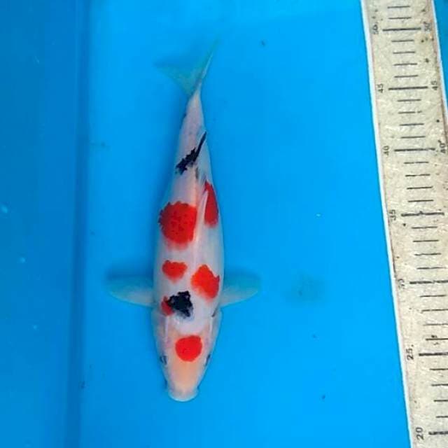 Sanke 27cm