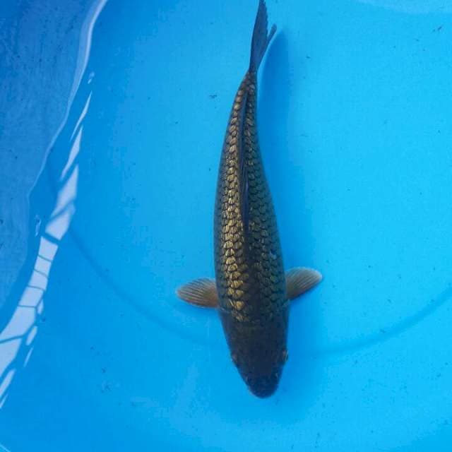 caghoi midhori munuk