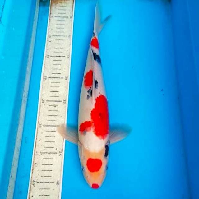 Sanke 38cm