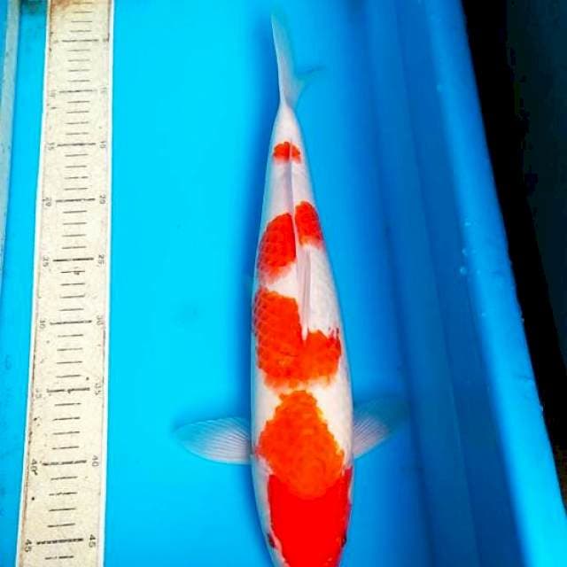 Kohaku 43cm