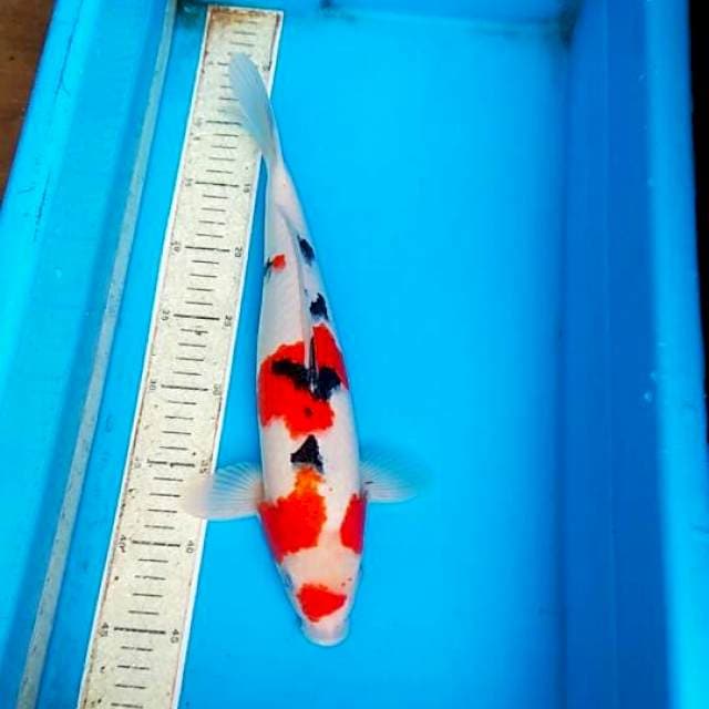 Sanke 37cm