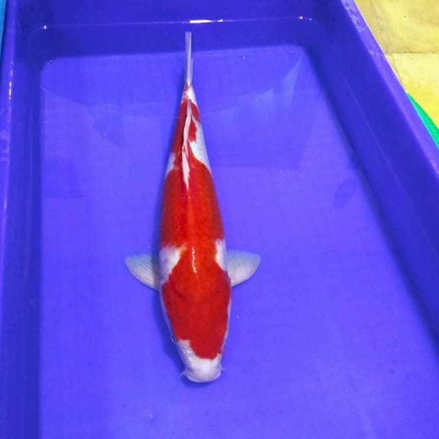 Pejantan kohaku sip 45cm