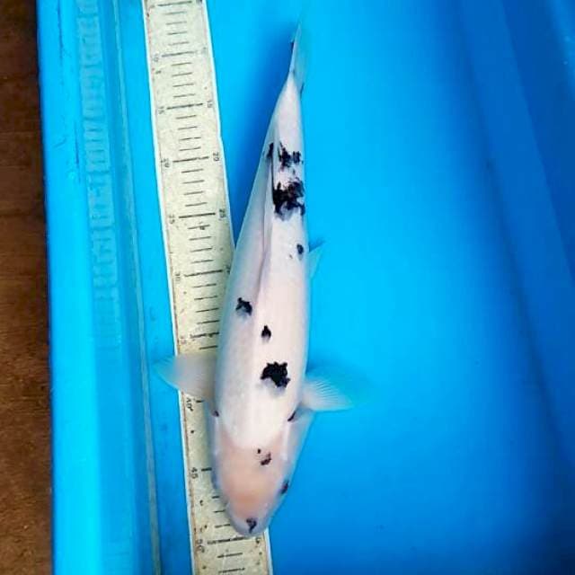 Bekko 41cm