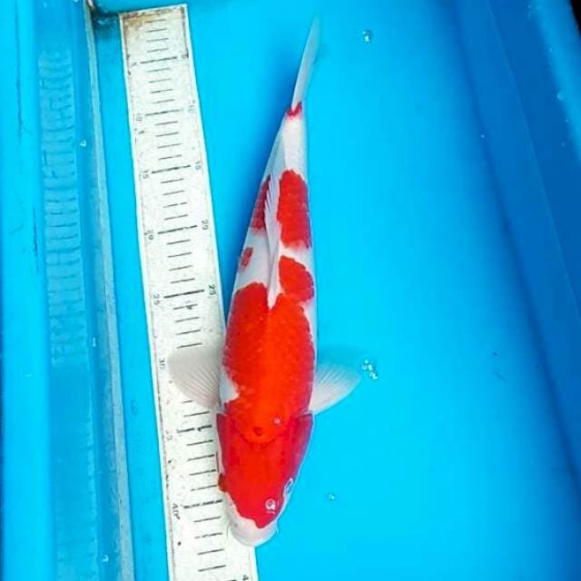 Kohaku 38cm