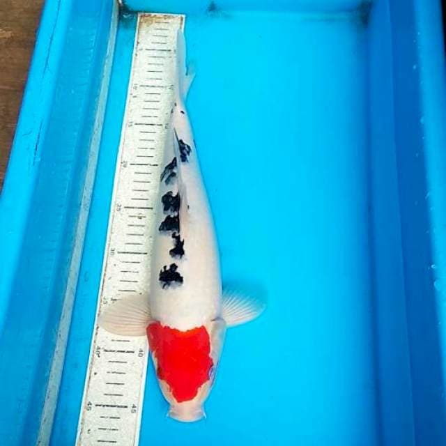 T sanke 40cm