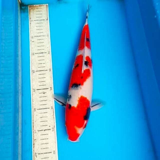 Sanke 37cm