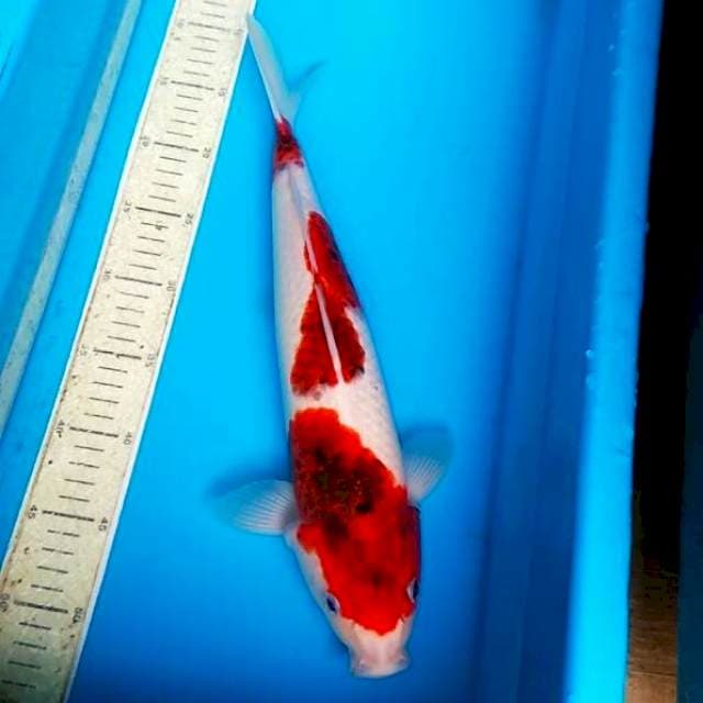 Goromo 41cm