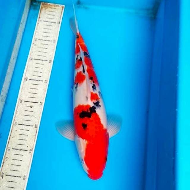 Sanke 37cm