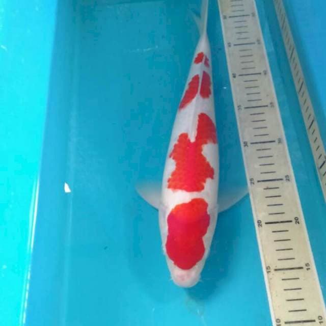 Kohaku, Jantan 39 cm